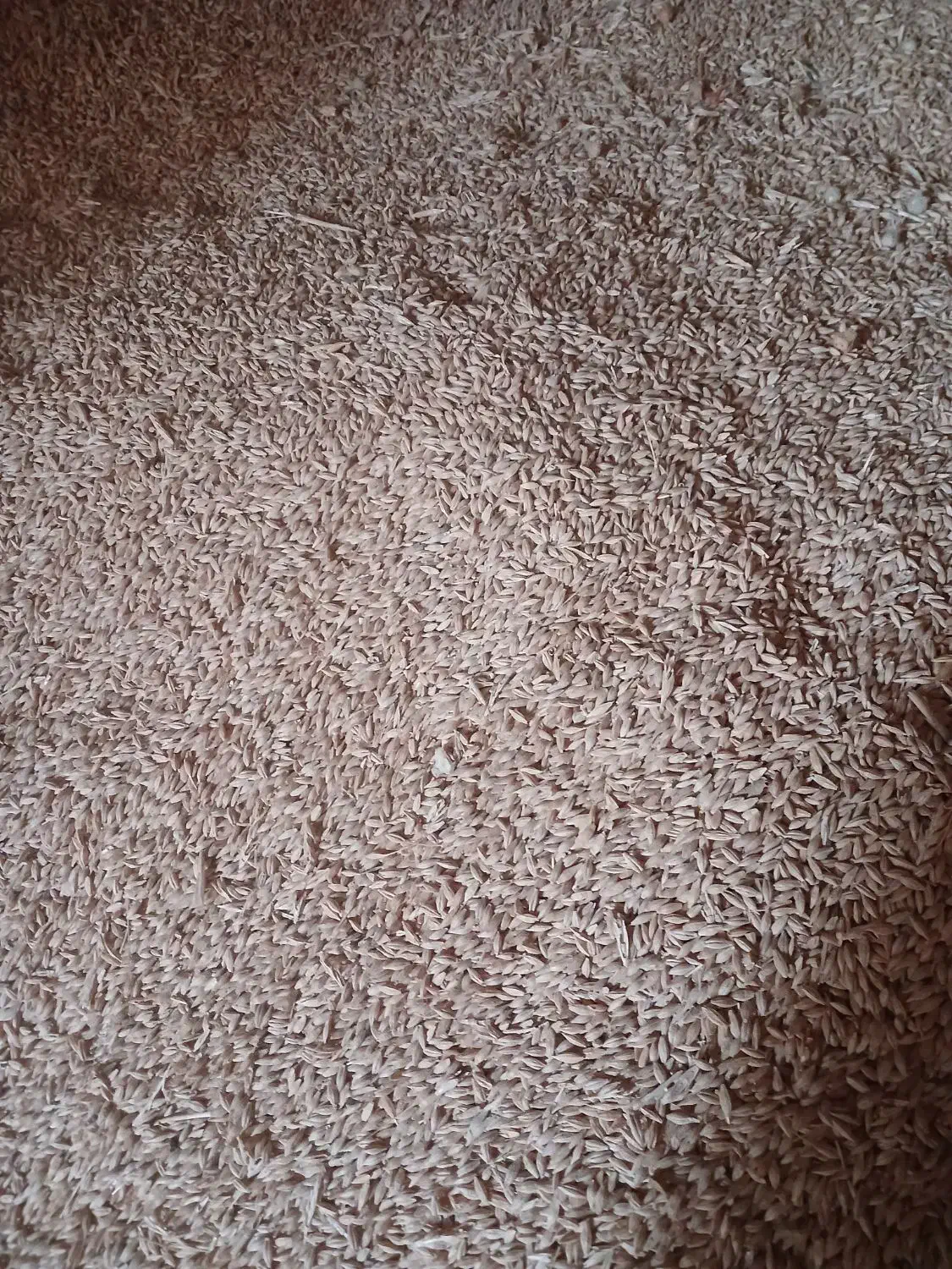 جو بزری|عمده‌فروشی|شیروان (خراسان), |دیوار