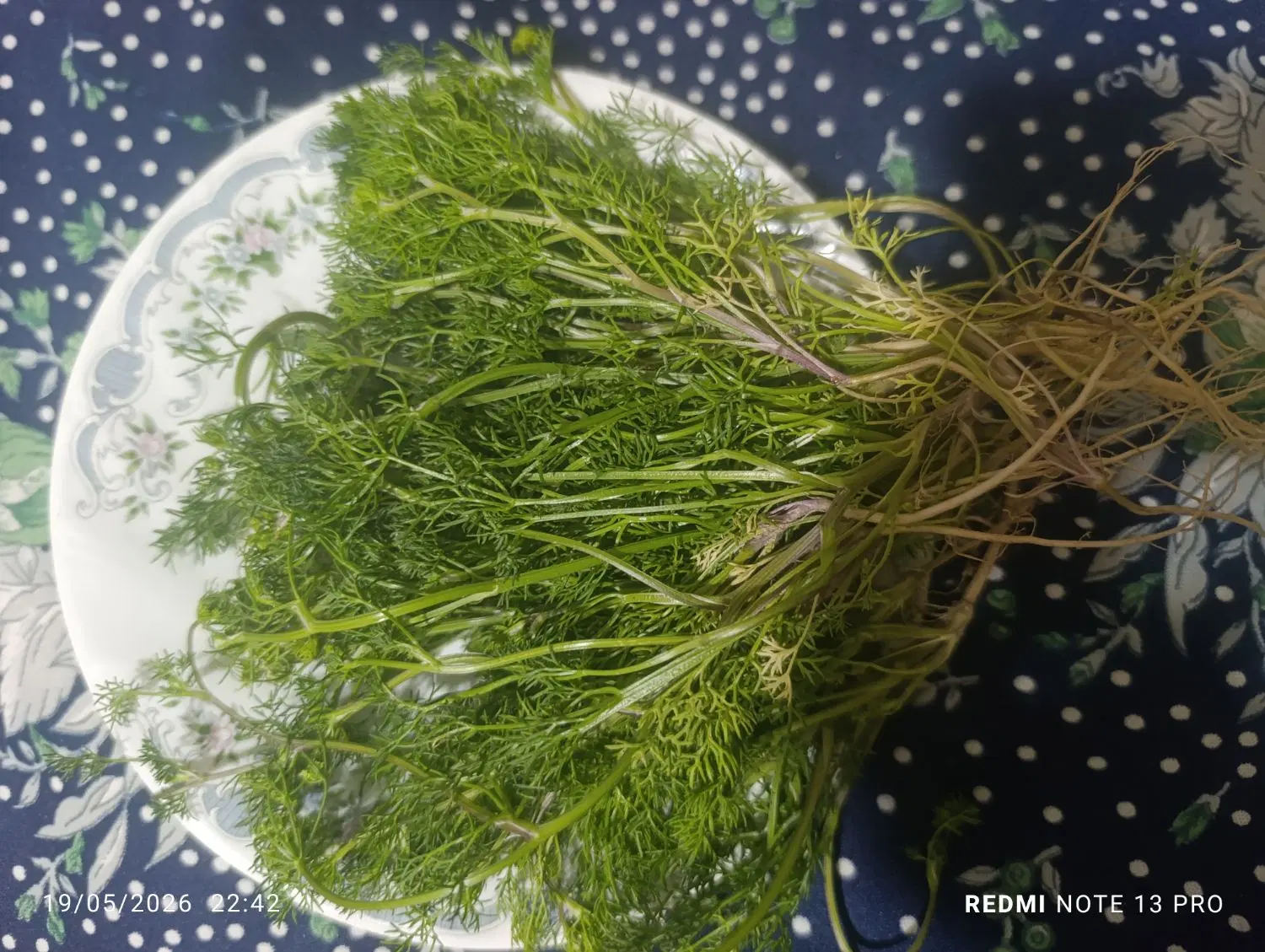 داغ گشنیزی|خوردنی و آشامیدنی|اسکو, |دیوار