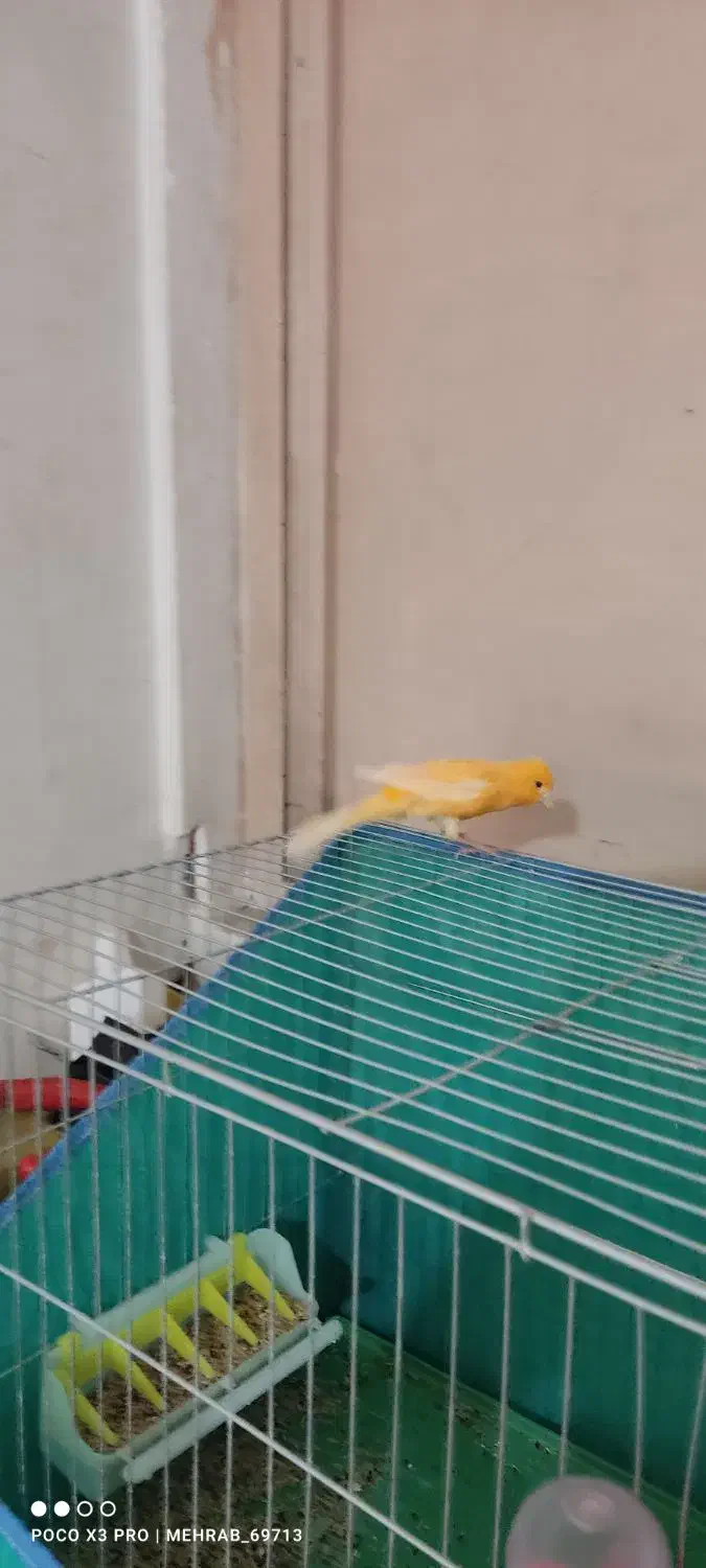 قناری نر و ماده سوپر،رسمی،سرخ،سفید|پرنده|خرم‌آباد, |دیوار