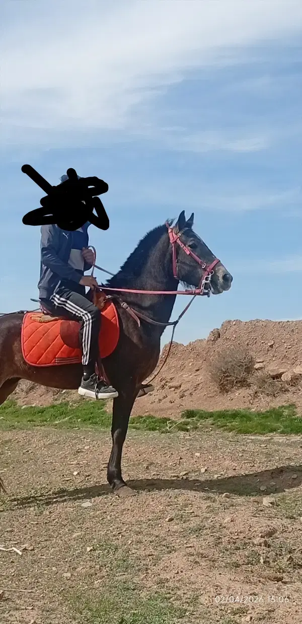 اسب|اسب و تجهیزات اسب‌سواری|پیشخور, |دیوار