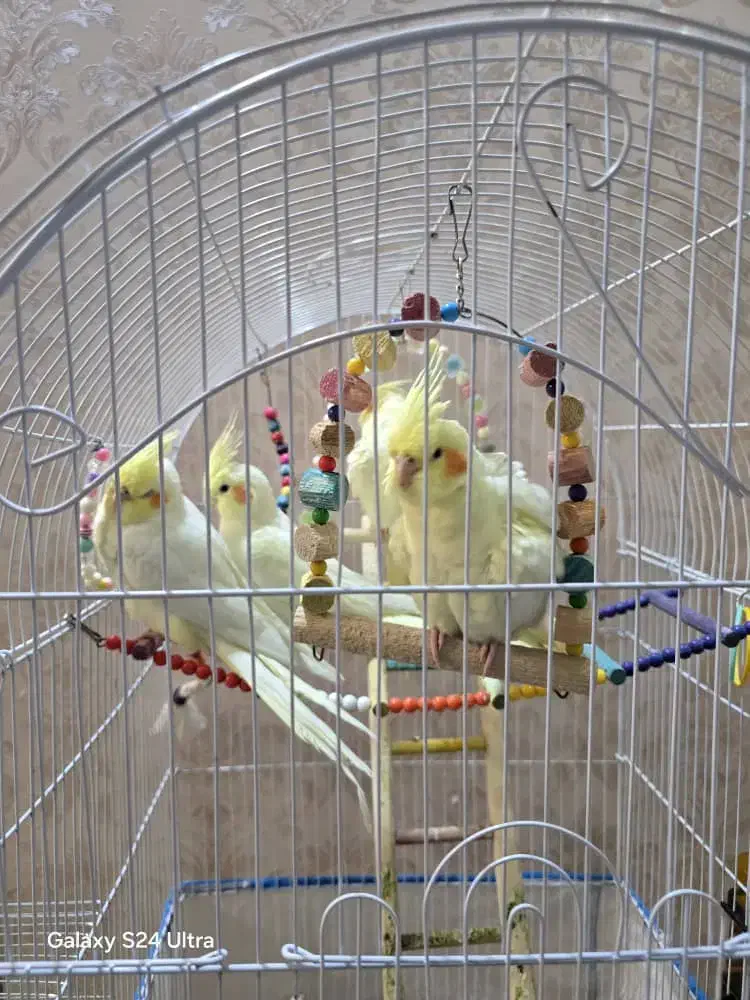 عروس هلندی|پرنده|فولادشهر, C2|دیوار