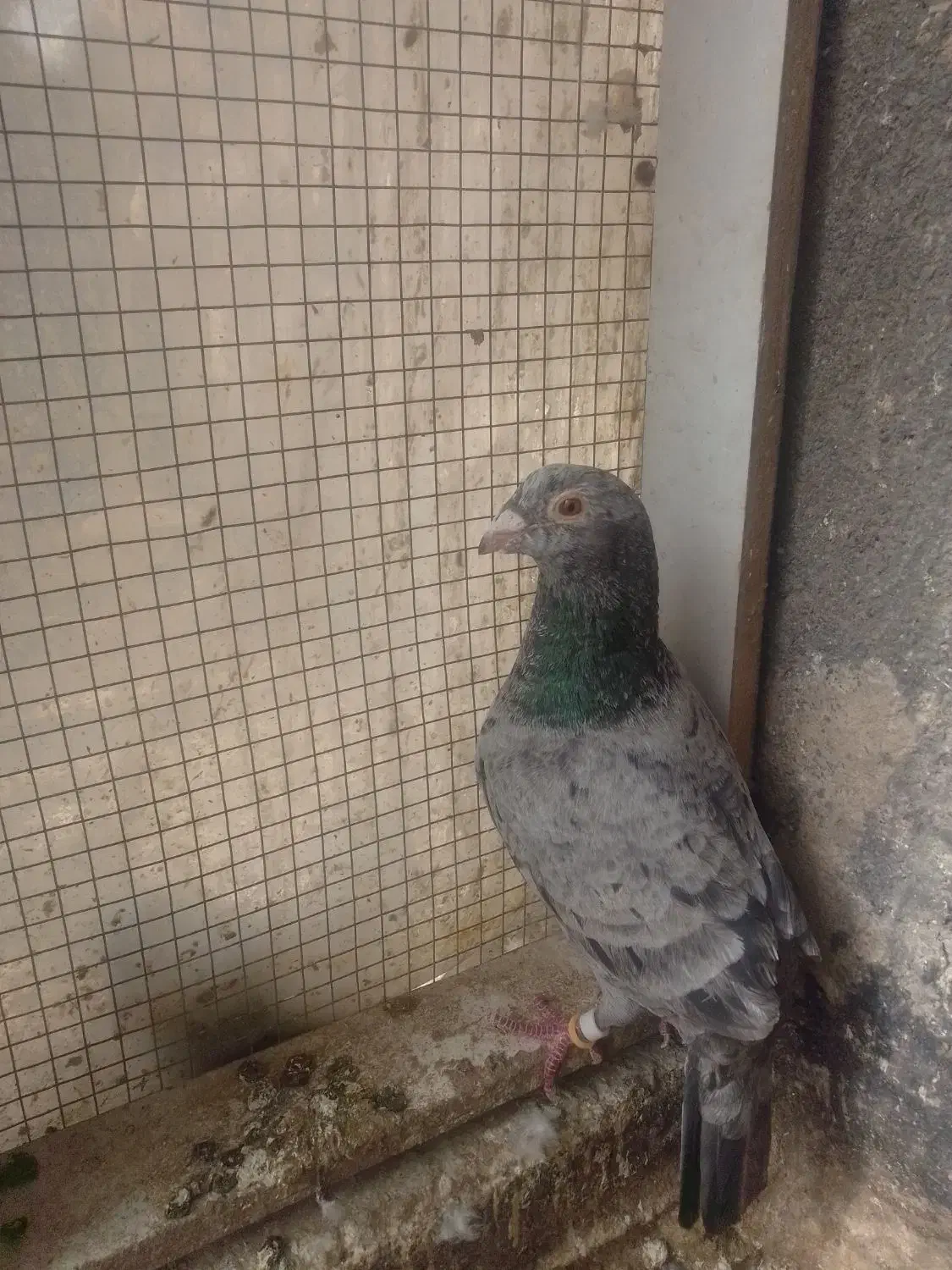 دوتا|پرنده|مشهد, محمدآباد|دیوار