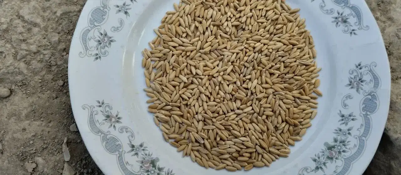 گندم دیم|عمده‌فروشی|کمره, |دیوار