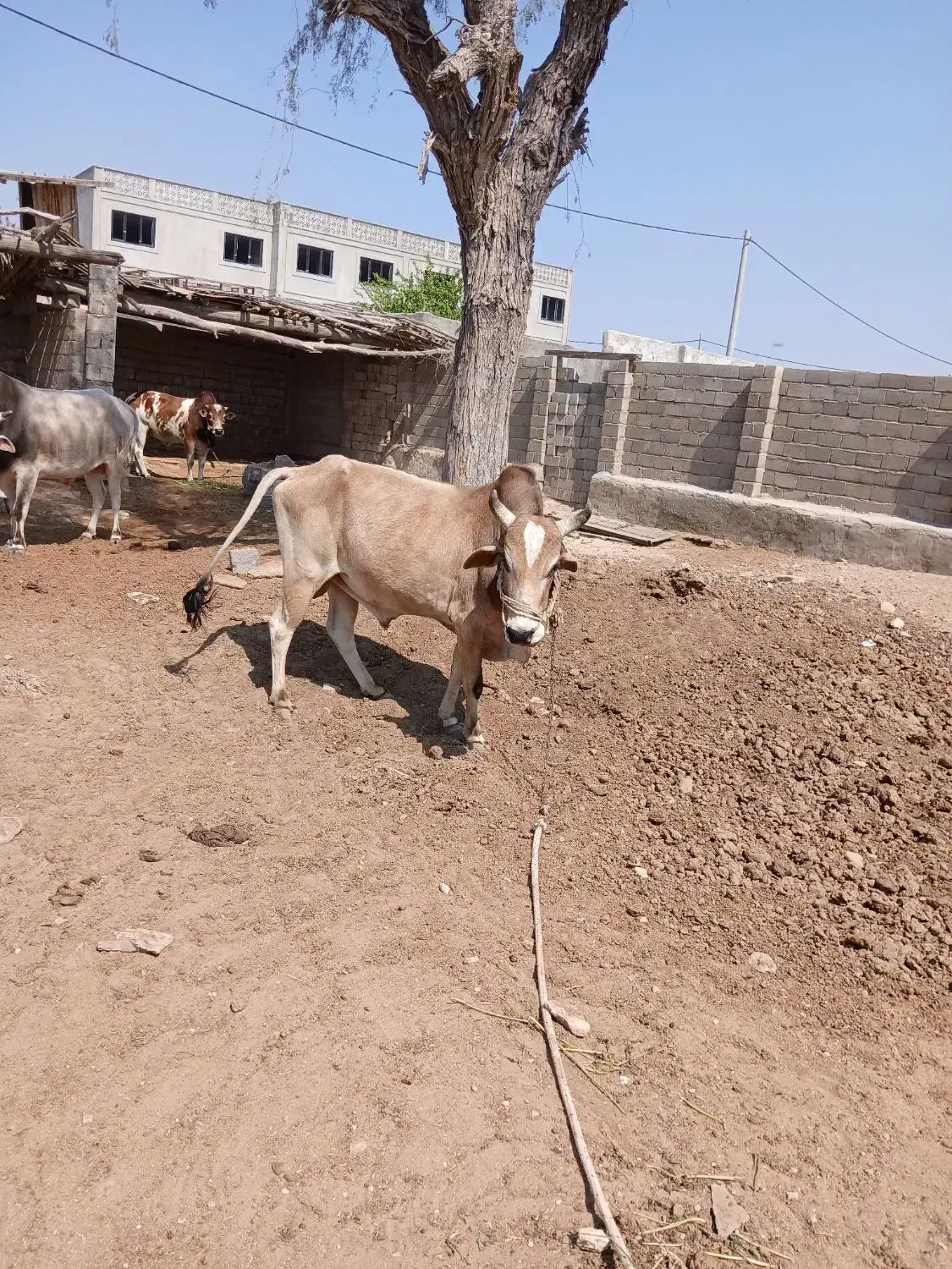 نرگاو|حیوانات مزرعه|قشم, |دیوار