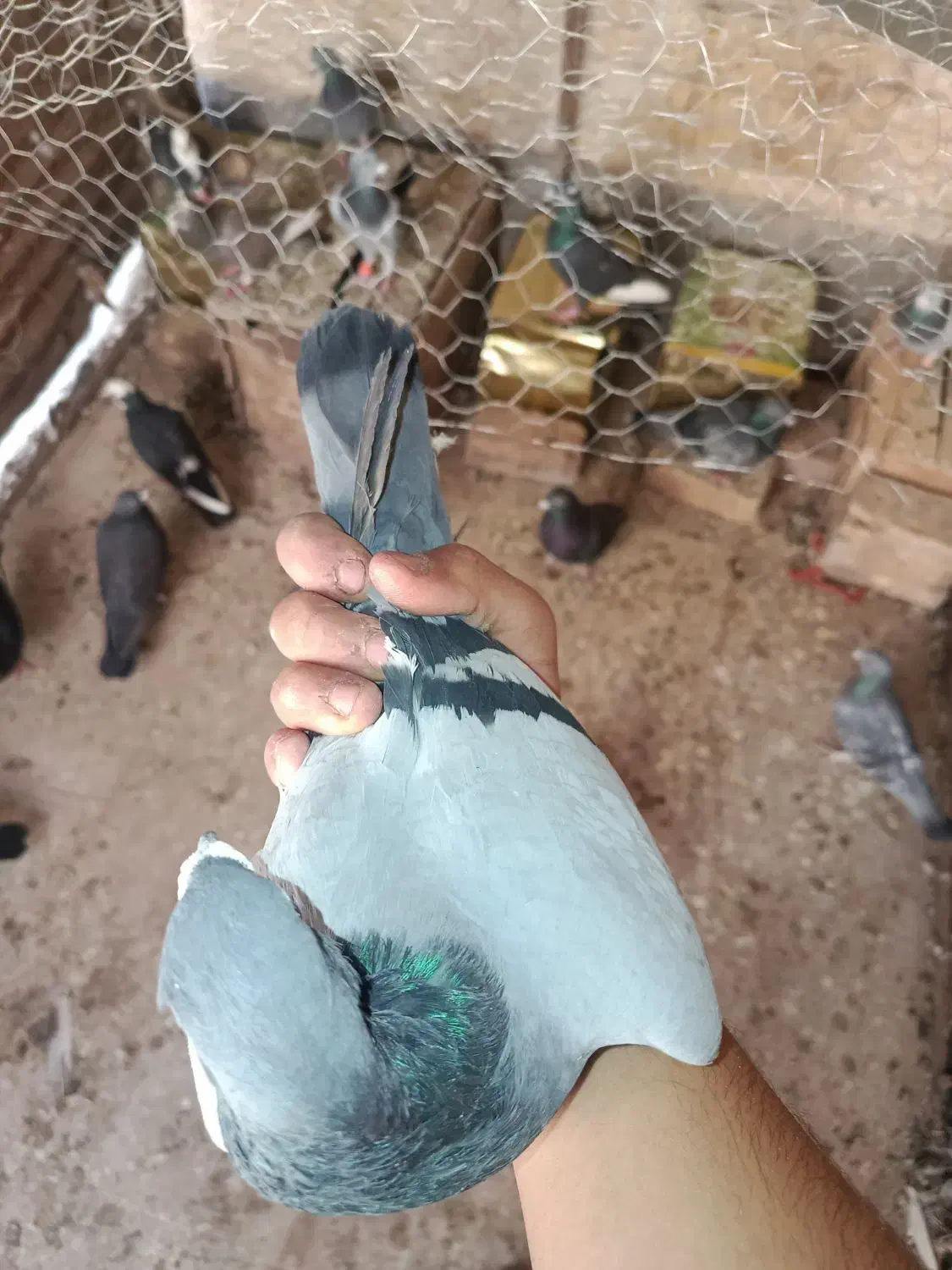 کبوتر|حیوانات|رفسنجان, |دیوار