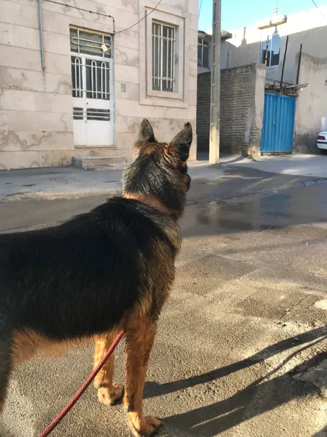 سگ ژرمن|سگ|مشهد, امیریه|دیوار