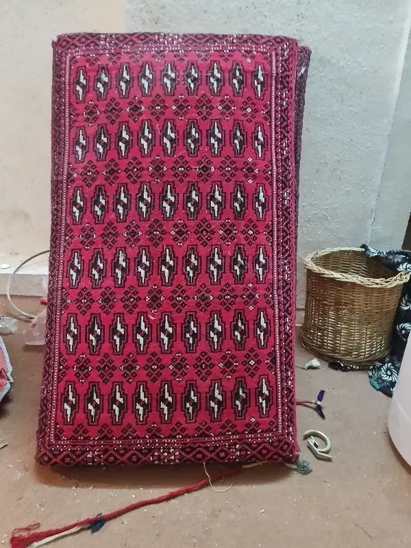 پشتی|پشتی|شیراز, اصلاح‌نژاد|دیوار