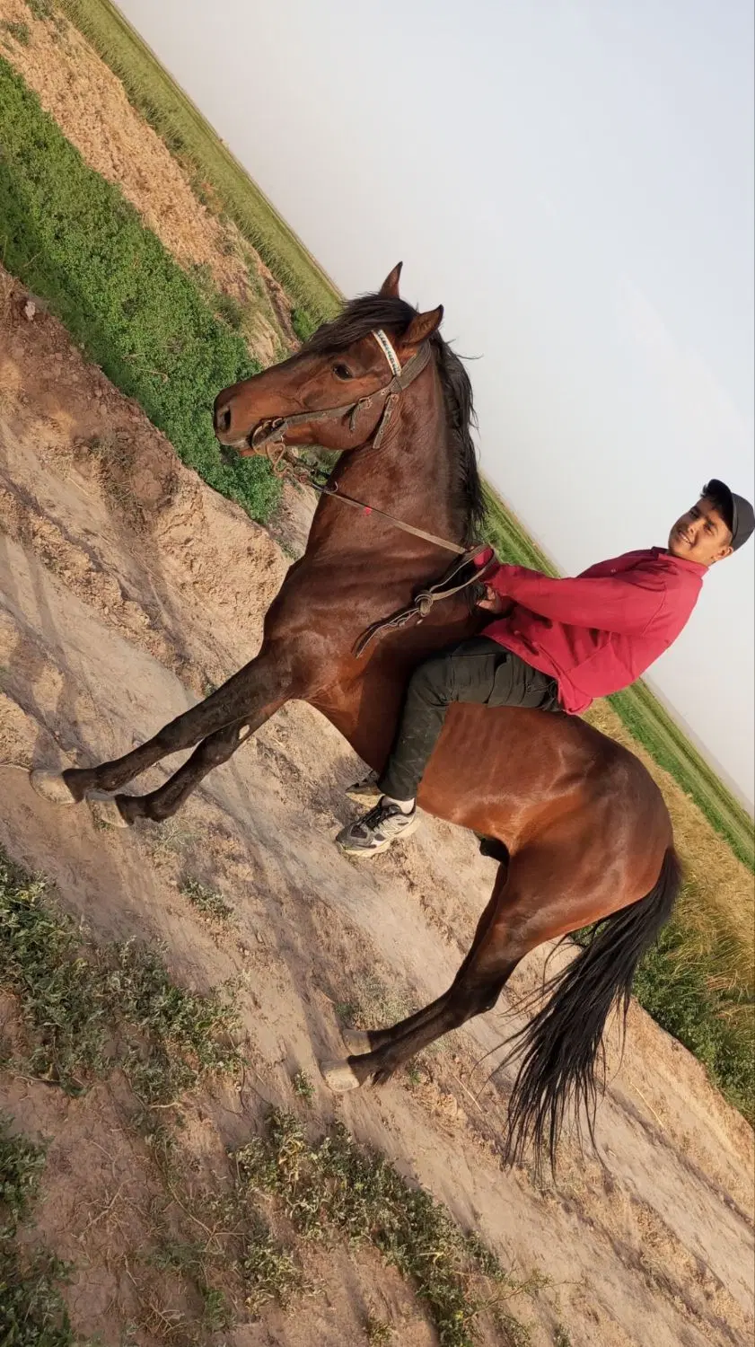اسب|اسب و تجهیزات اسبسواری|نیشابور, دربقاضی|دیوار