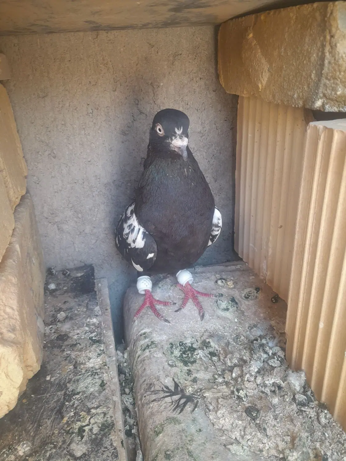کبوتر|پرنده|زارچ, |دیوار