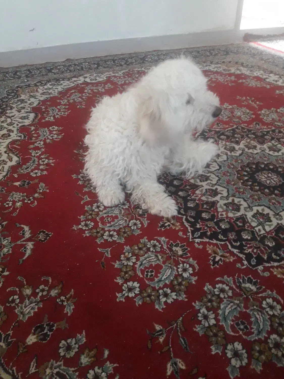 گمشده|حیوانات|قم, نخودی|دیوار