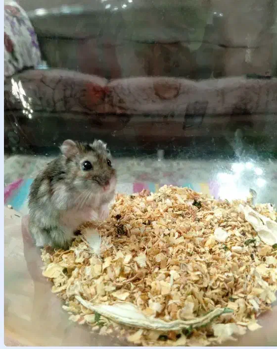 همسترکمپل|موش و خرگوش|تهران, باغ فیض|دیوار