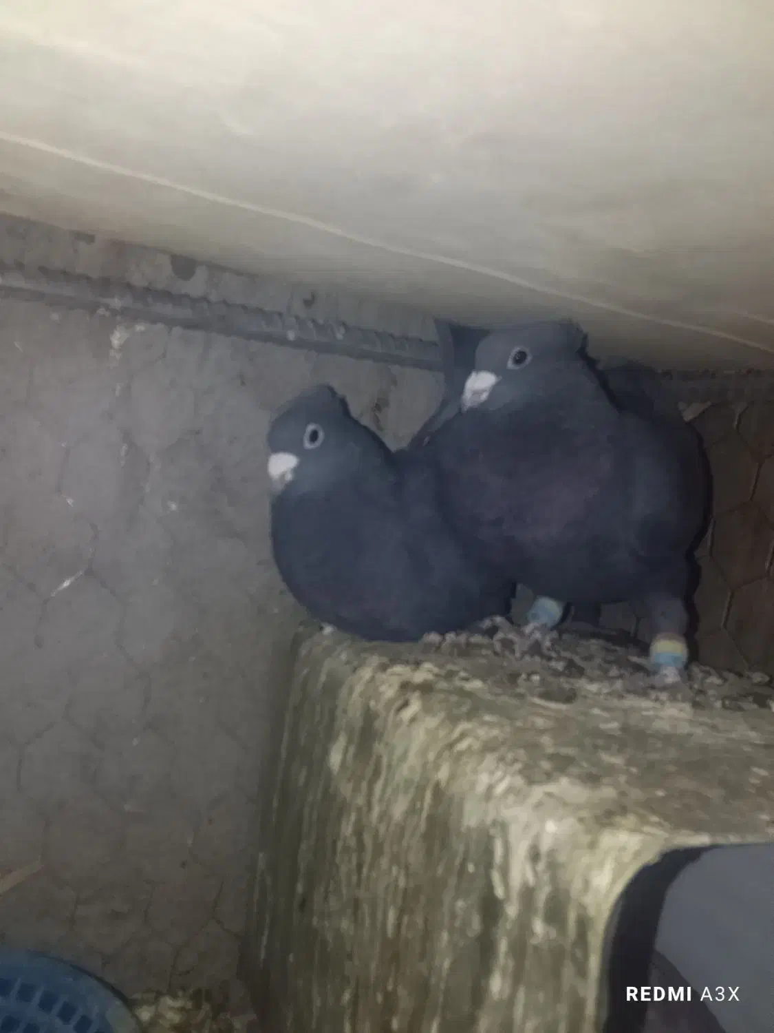 کفترگوک|پرنده|بم, |دیوار