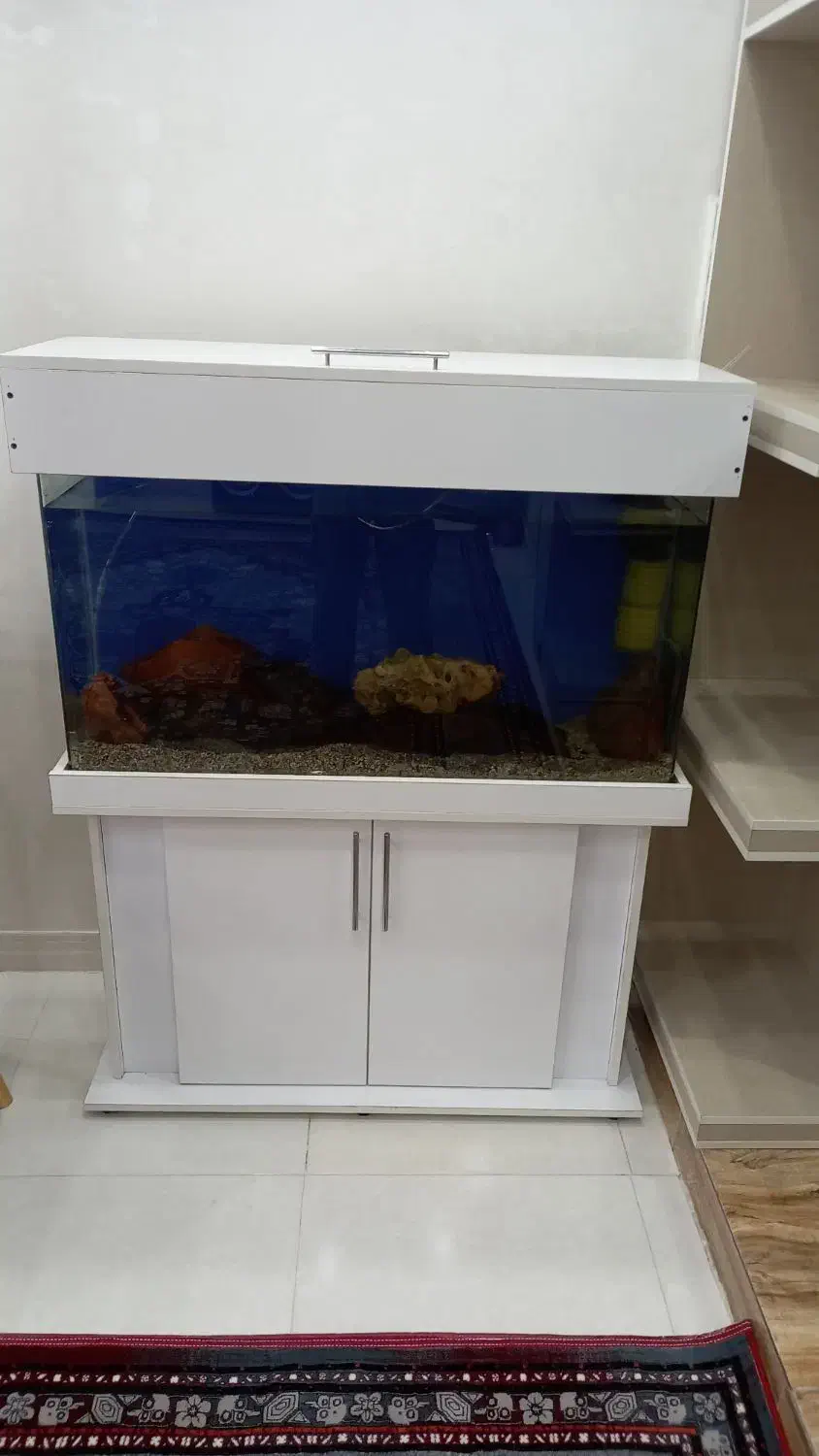 آکواریوم شیشه محدب|ماهی|نسیم‌شهر, |دیوار