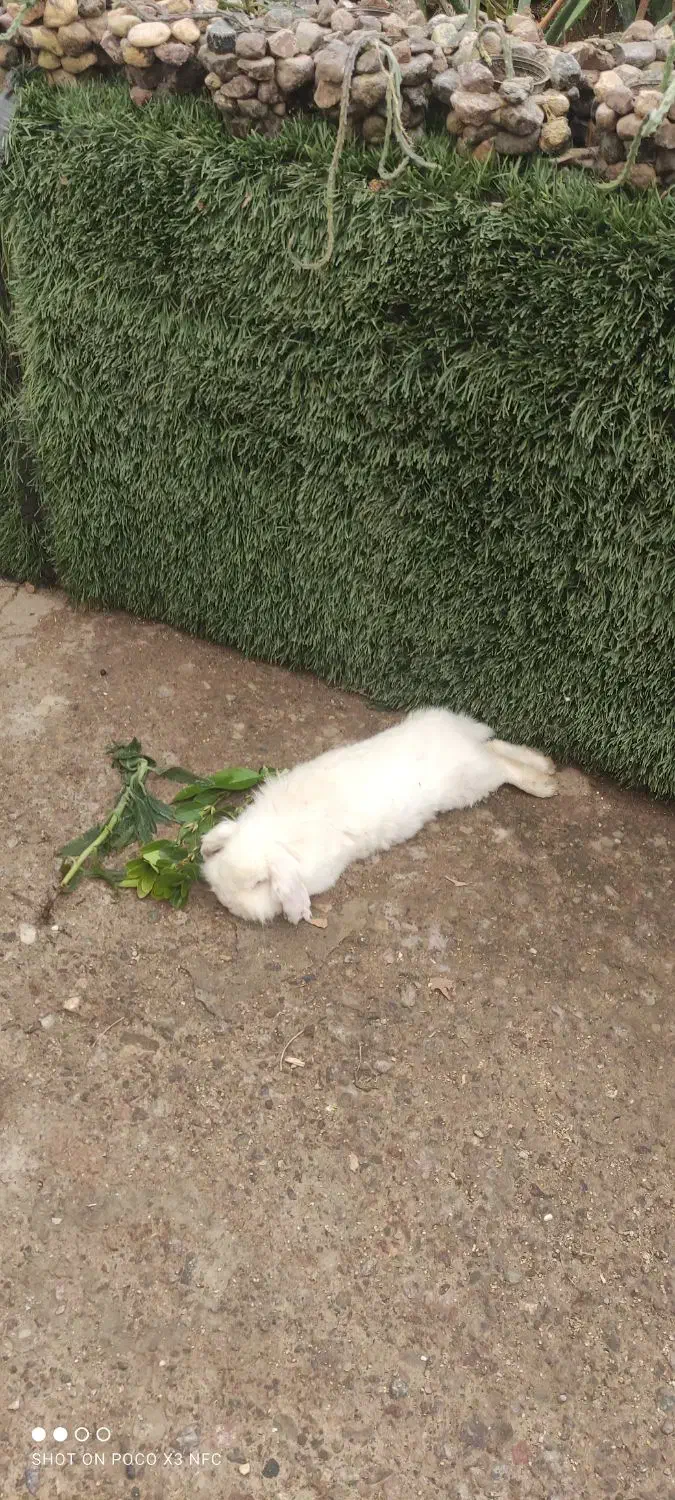 خرگوش لپی|موش و خرگوش|الوند, |دیوار