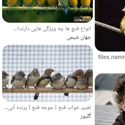 گمشده|حیوانات|تبریز, |دیوار