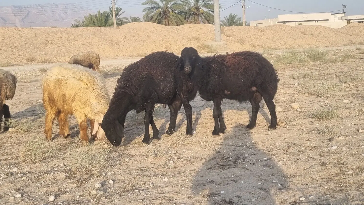 میش|حیوانات مزرعه|بوشهر, |دیوار