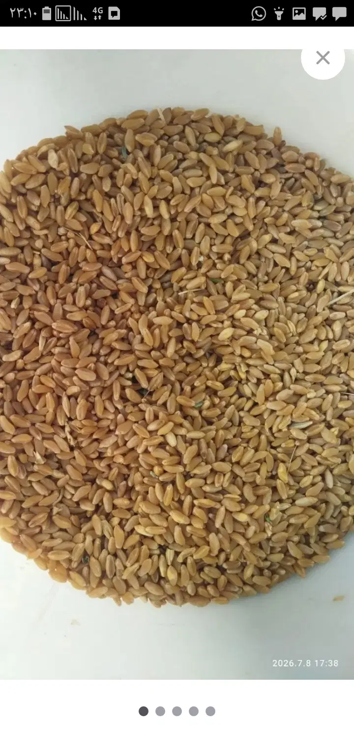 گندم|خدمات باغبانی و درختکاری|دهدشت, |دیوار