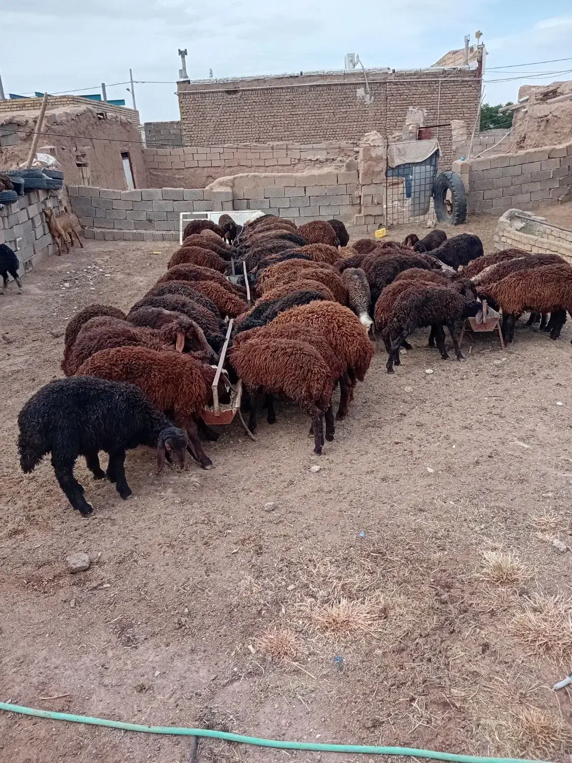 بره|حیوانات مزرعه|قاسمآباد (خواف), |دیوار