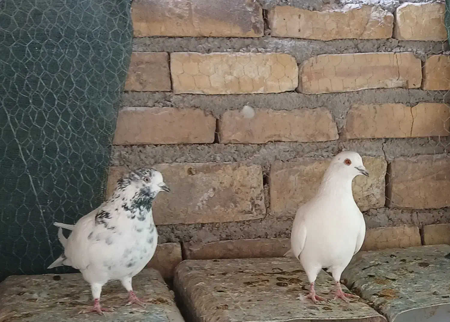 الا|حراج|اردکان, |دیوار