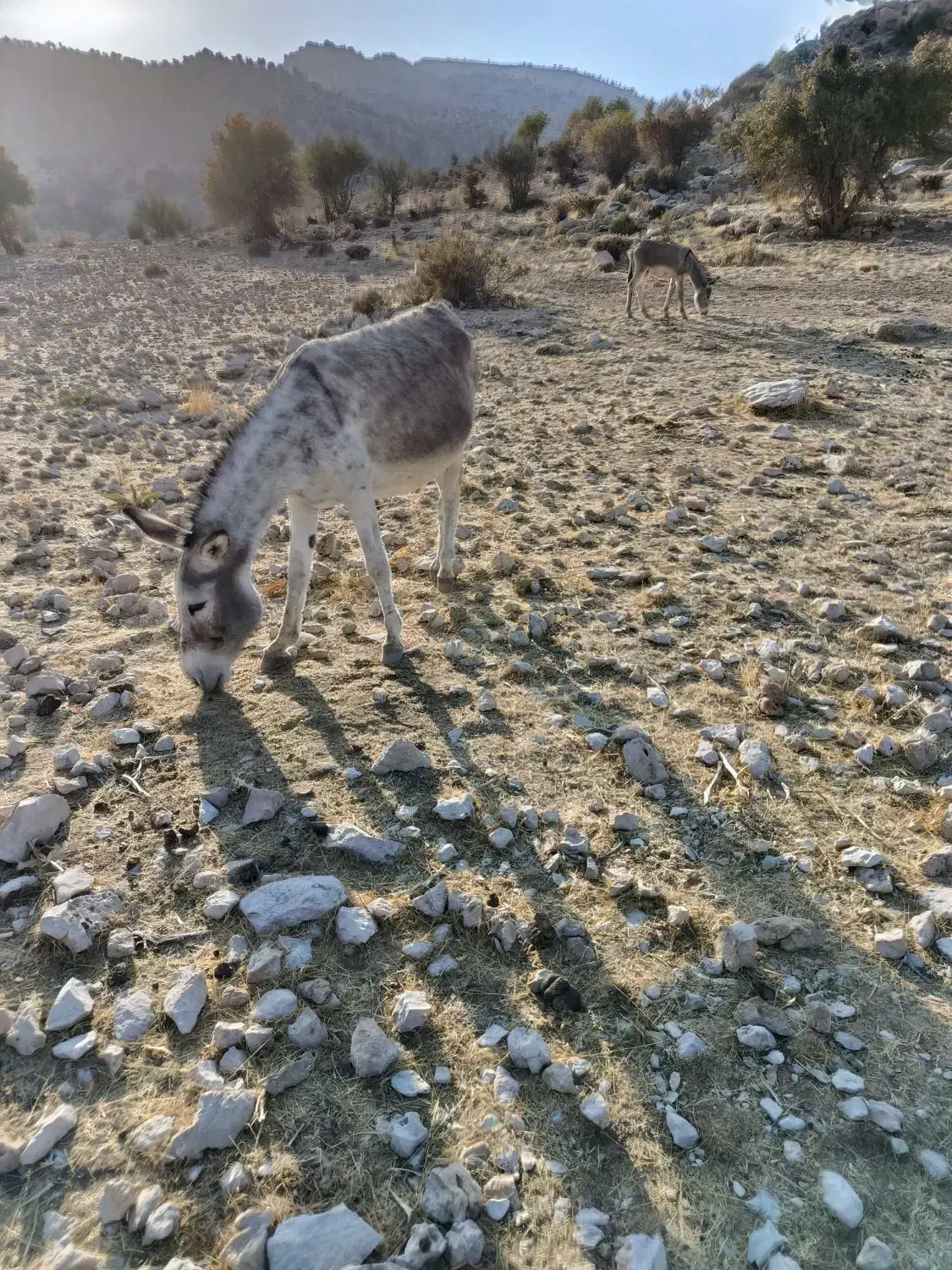 الاغ خر|حیوانات مزرعه|شیراز, کیان آباد|دیوار