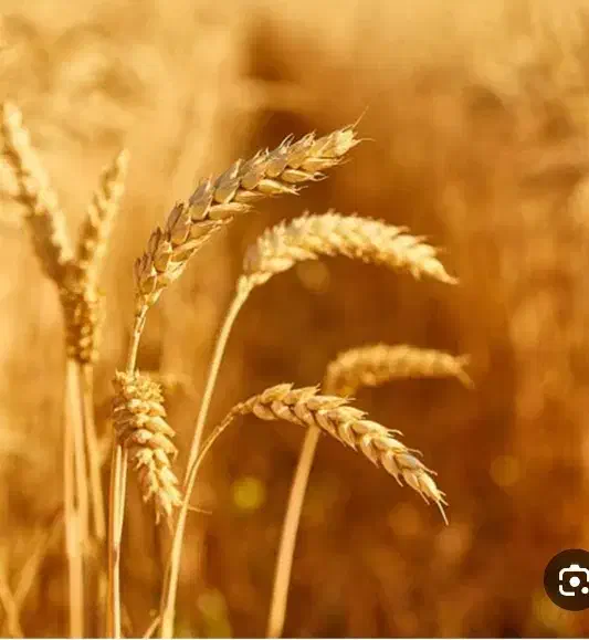 گندم 600 کیلو|عمده‌فروشی|مرودشت, ابوذر جنوبی|دیوار