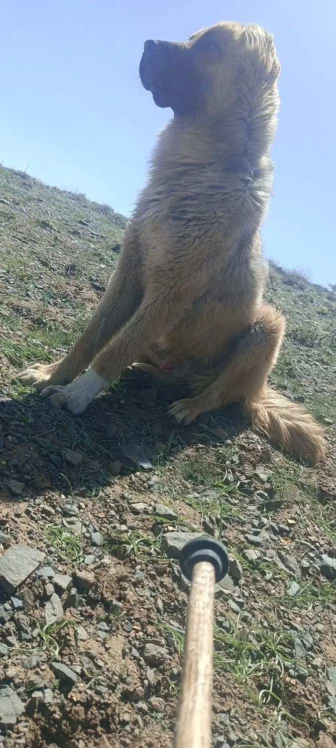 سگ گله|سگ|خمین, |دیوار