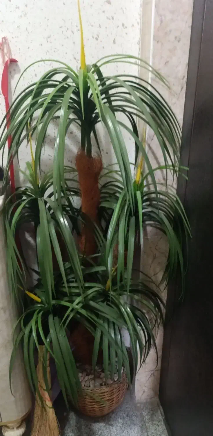 نخل تزئینی|گل مصنوعی|کرمانشاه, |دیوار