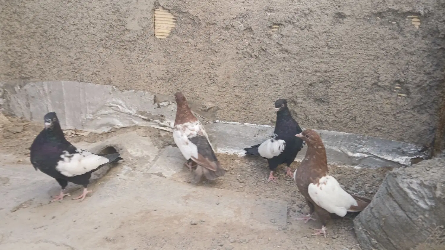 سینه ای|پرنده|لنجان, |دیوار