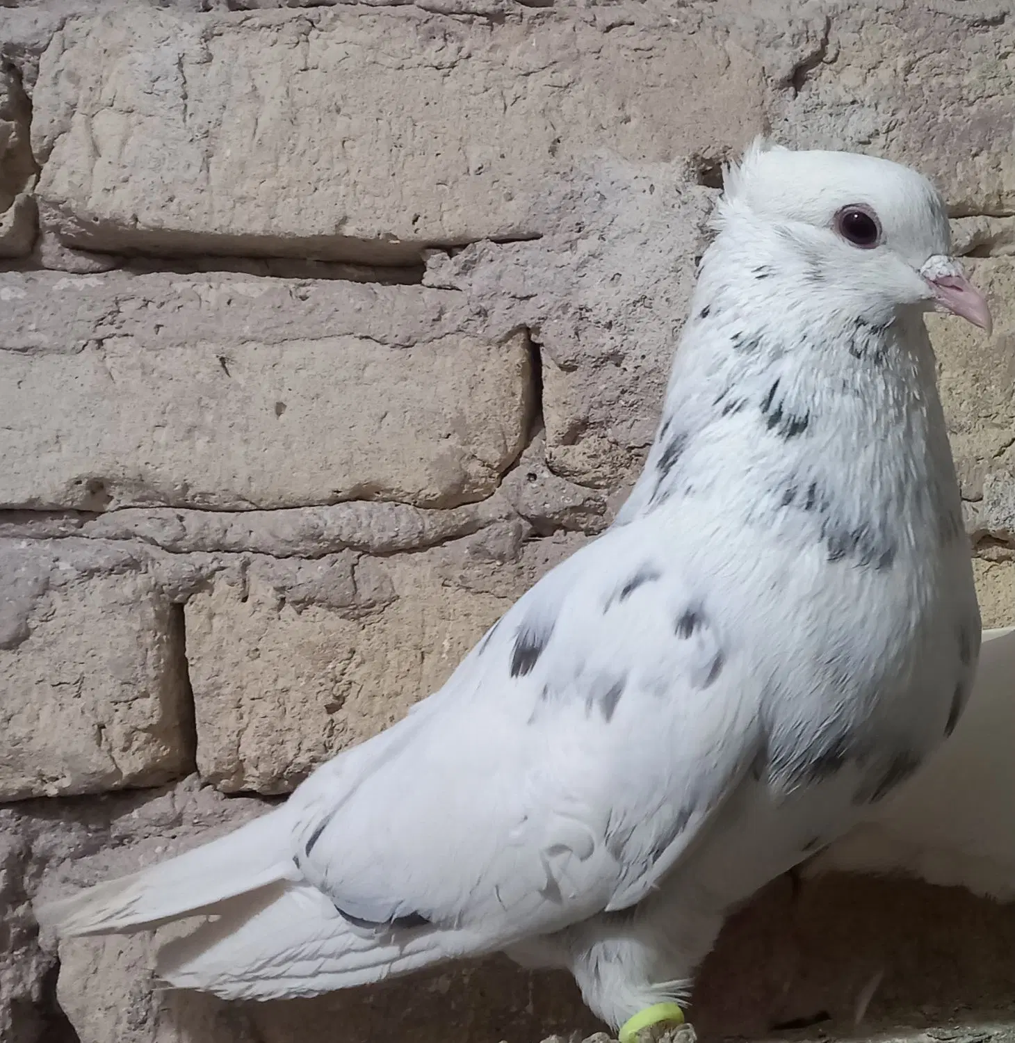 سار کاکلی ۲۵۰ نر|پرنده|گناباد, |دیوار