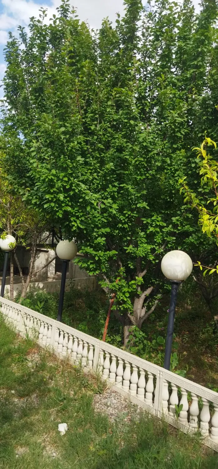 712 متر باغ جنگلی سند تک برگ 9 میلیارد 500 - Ansicht 5