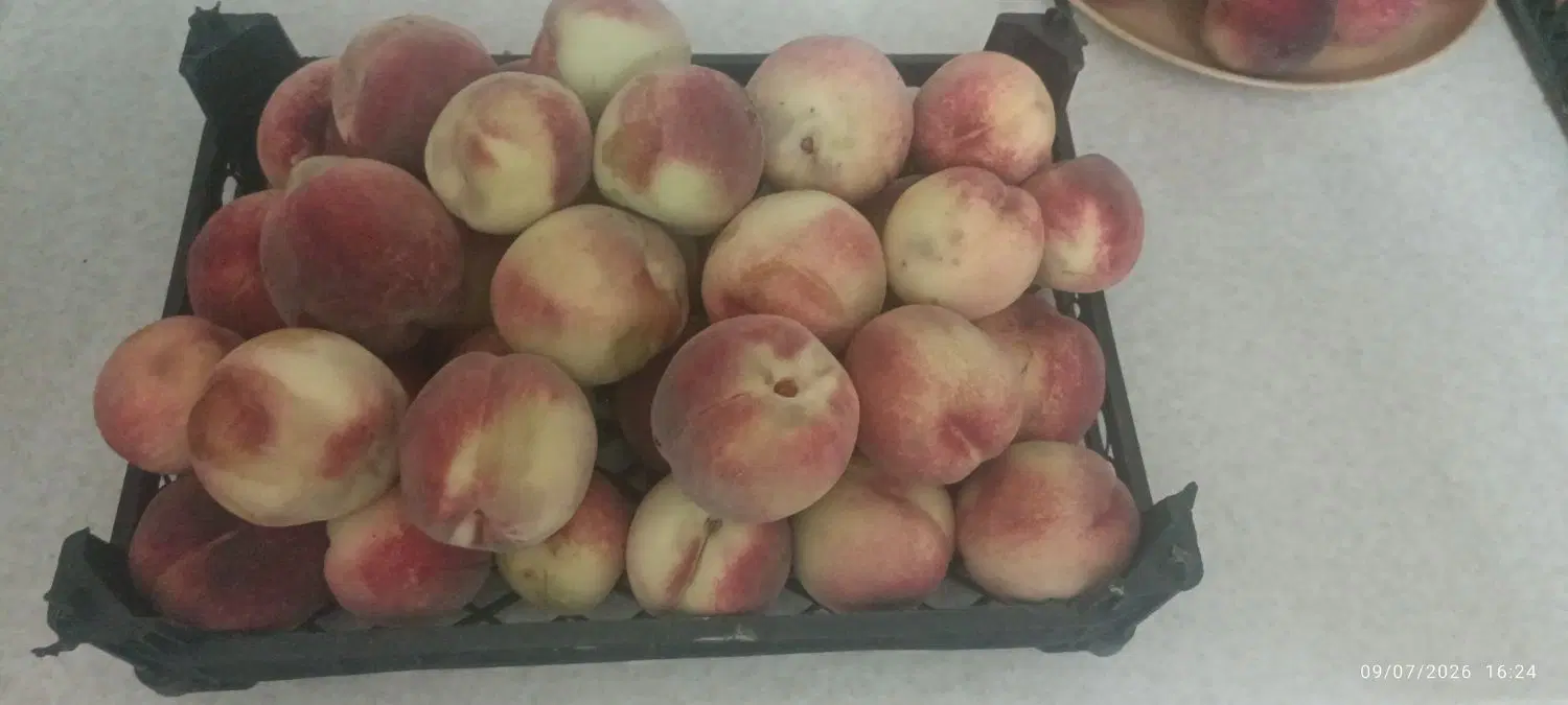 هلو|خوردنی و آشامیدنی|تبریز, |دیوار