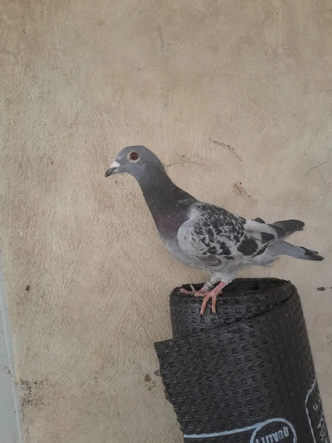 زرهی نر|پرنده|مسجد سلیمان, |دیوار