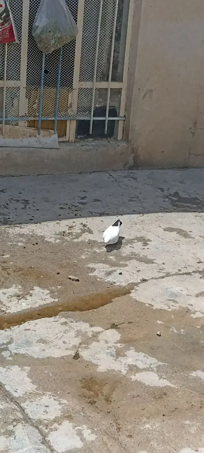 کبوتر|پرنده|نورآباد, |دیوار