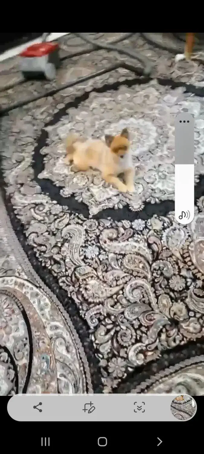 سگ پامر|سگ|کرج, عظیمیه|دیوار