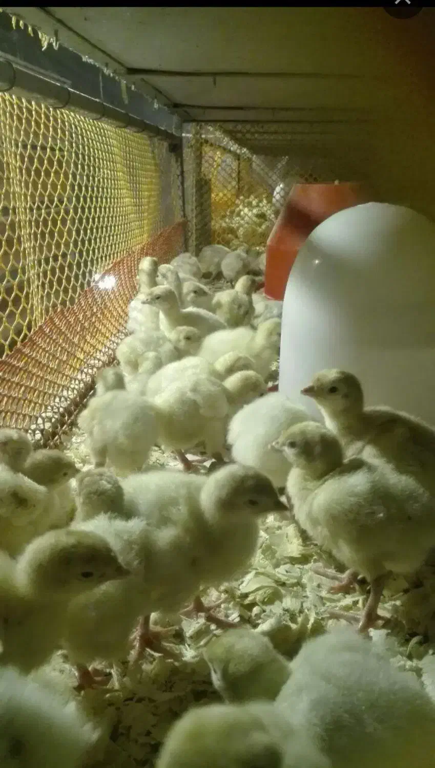 فروش بوقلمون بیوتی/ یکماهه یکروزه/خدمات|حیوانات مزرعه|تهران, فرودگاه مهرآباد|دیوار