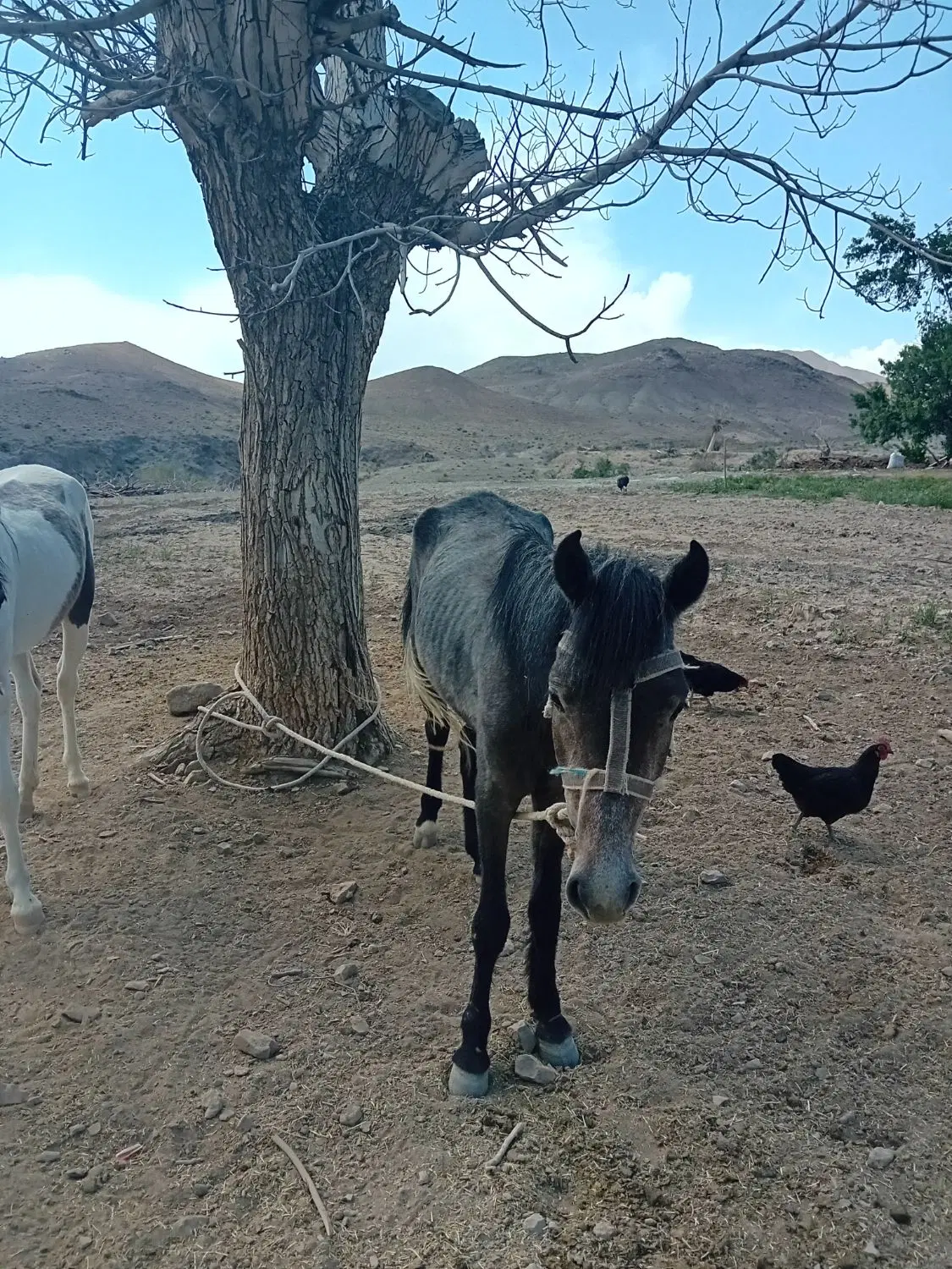اسب|اسب و تجهیزات اسبسواری|سمنان, |دیوار