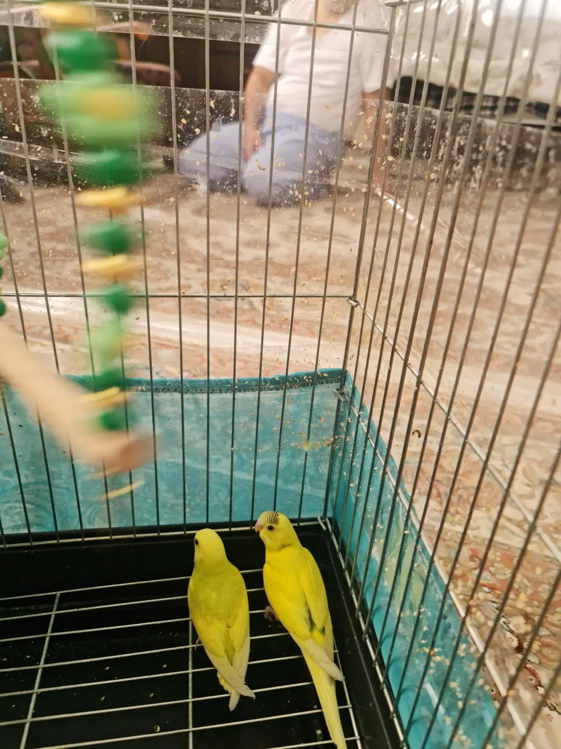 مرغ عشق|پرنده|تهران, مینای شمالی (مخبر)|دیوار