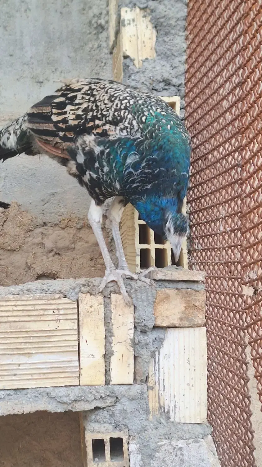 طاووس|پرنده|اصفهان, آزادان|دیوار