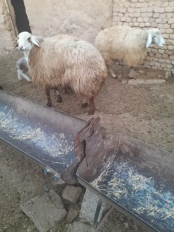 قوچ هترو|حیوانات مزرعه|اسفراین, |دیوار