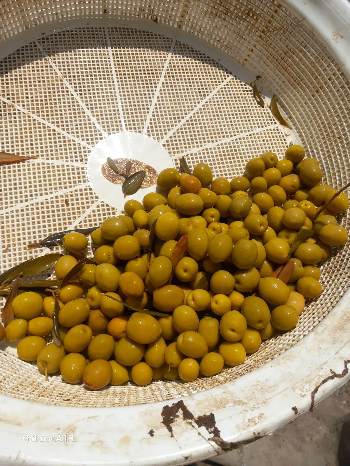 زیتون|خوردنی و آشامیدنی|منجیل, |دیوار