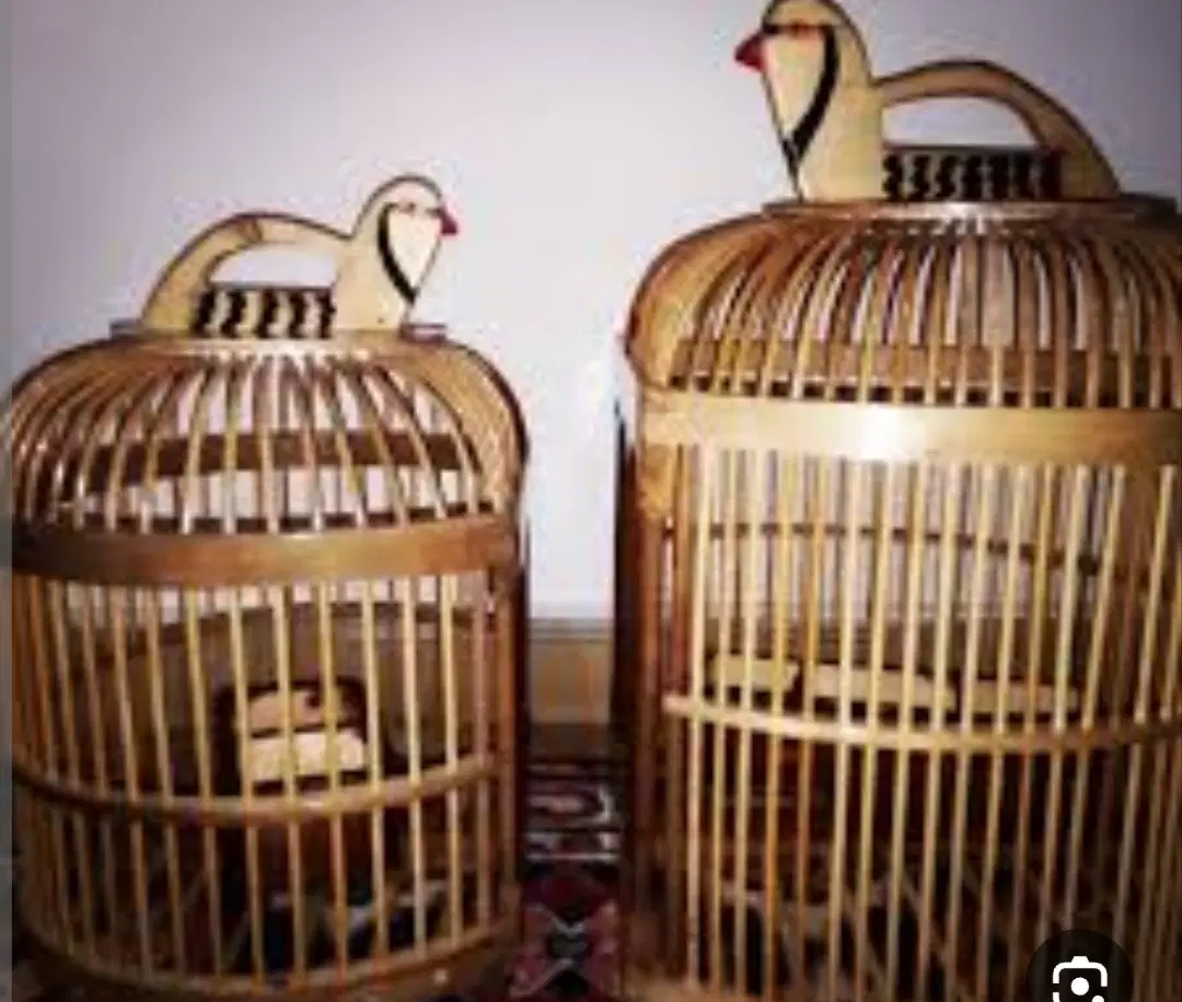بلدرچین|پرنده|شیراز, شهرک فرزانگان|دیوار