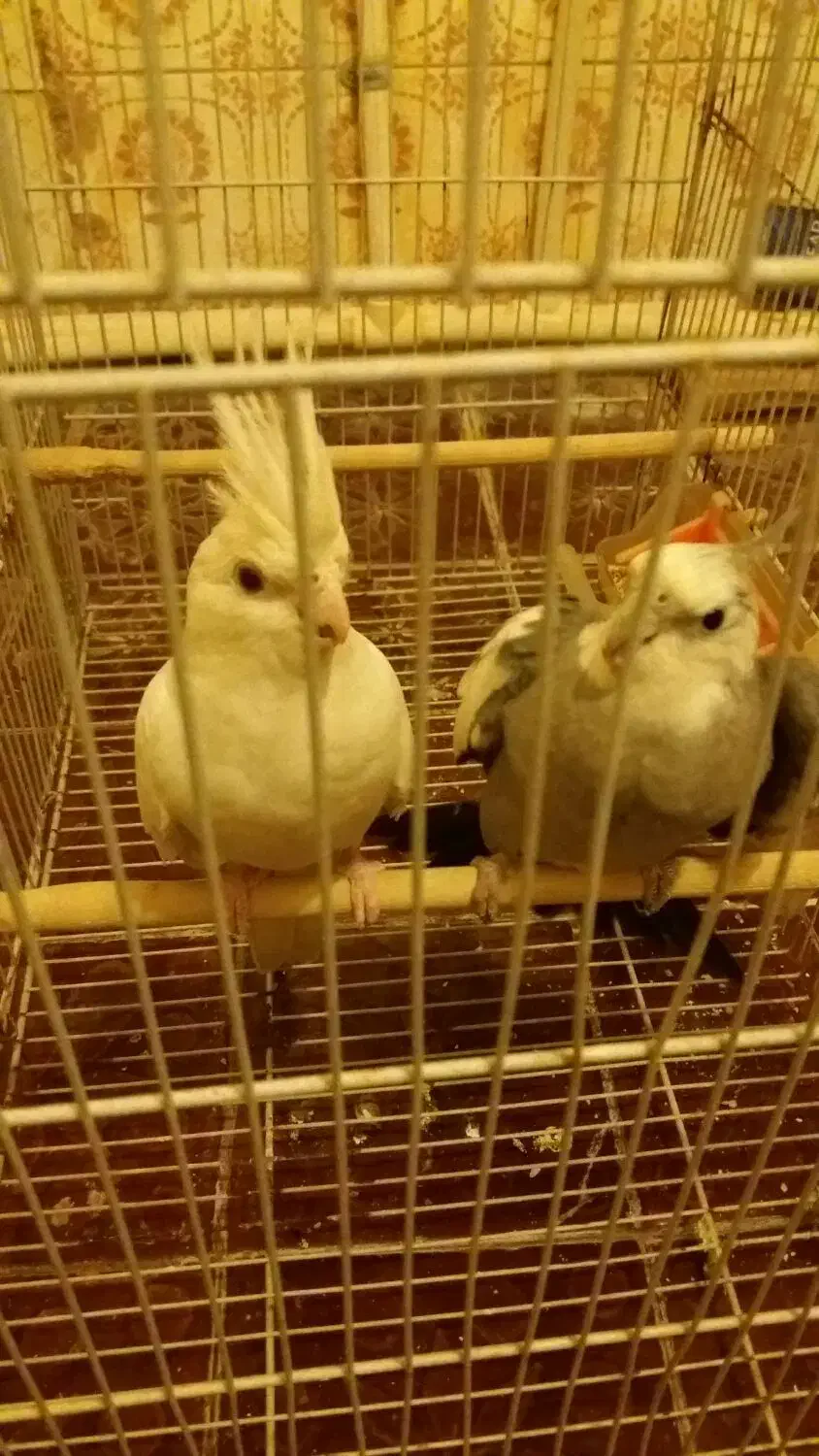 عروس هلندی جفت جوان|حیوانات مزرعه|مشهد, کوشش|دیوار