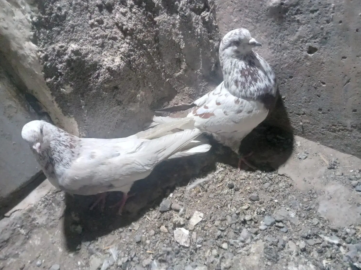 کفتر|پرنده|بم, |دیوار