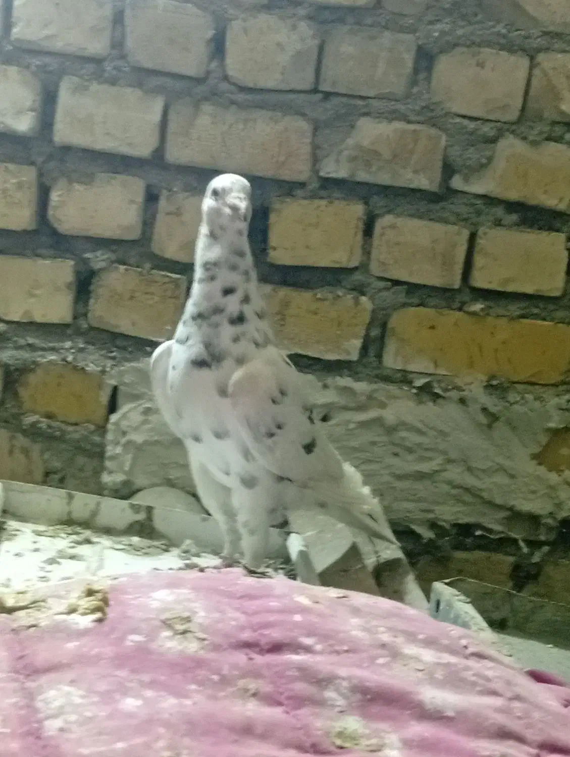 کبوتر|پرنده|رضویه, |دیوار