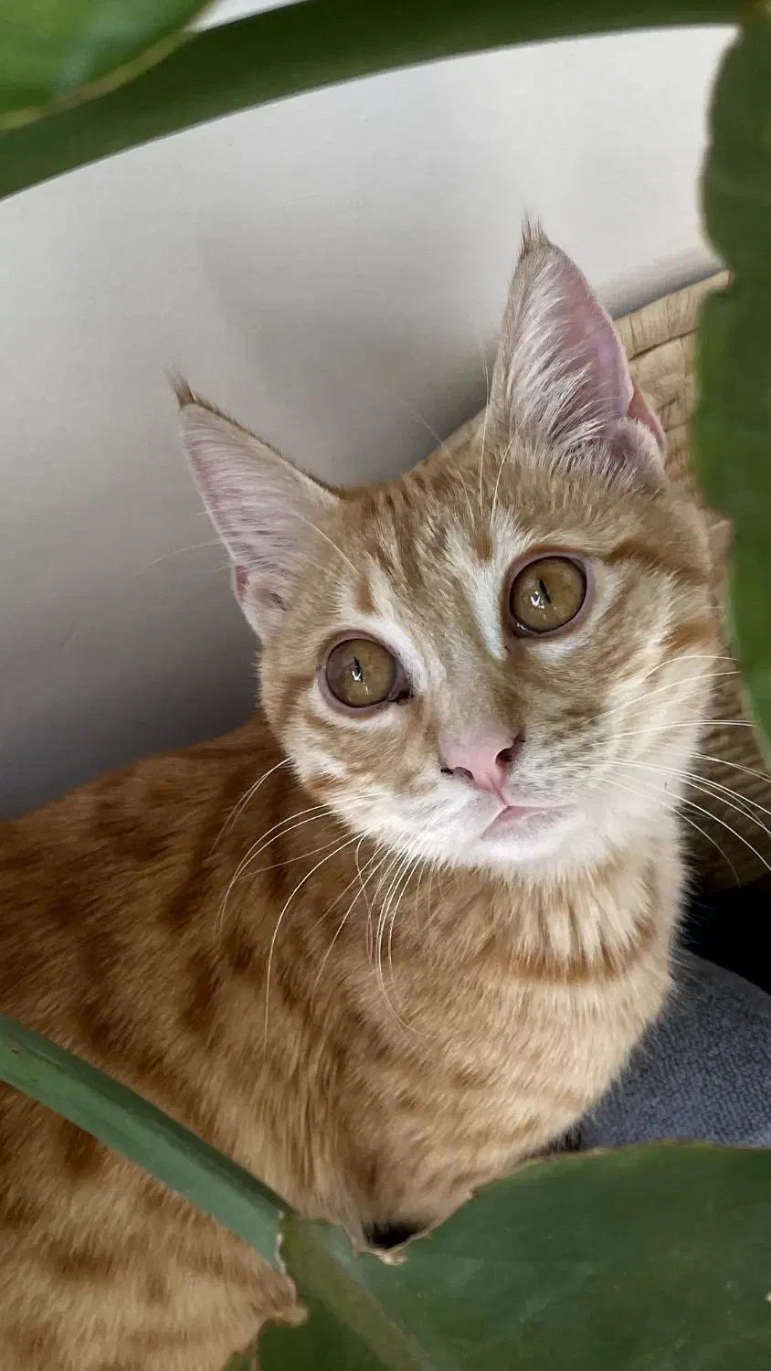 گربه زرد|حیوانات|تبریز, |دیوار