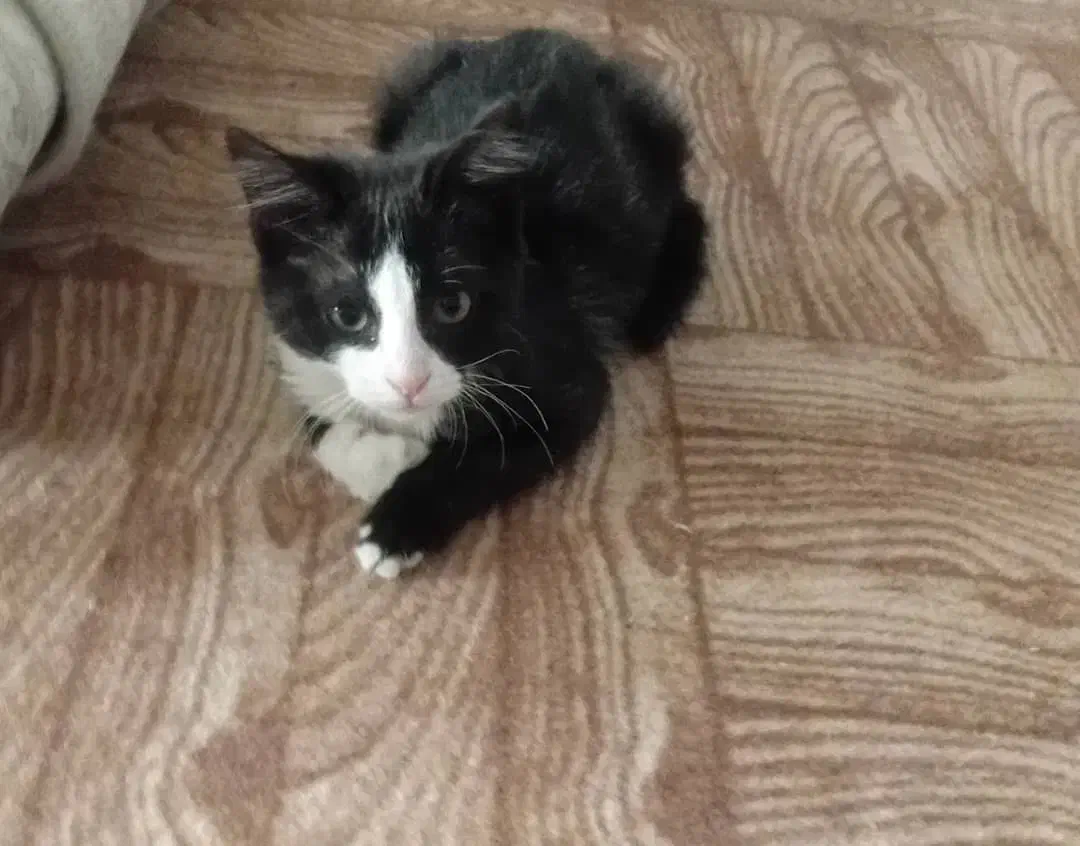 گربه 2ماهه|گربه|ابهر, |دیوار