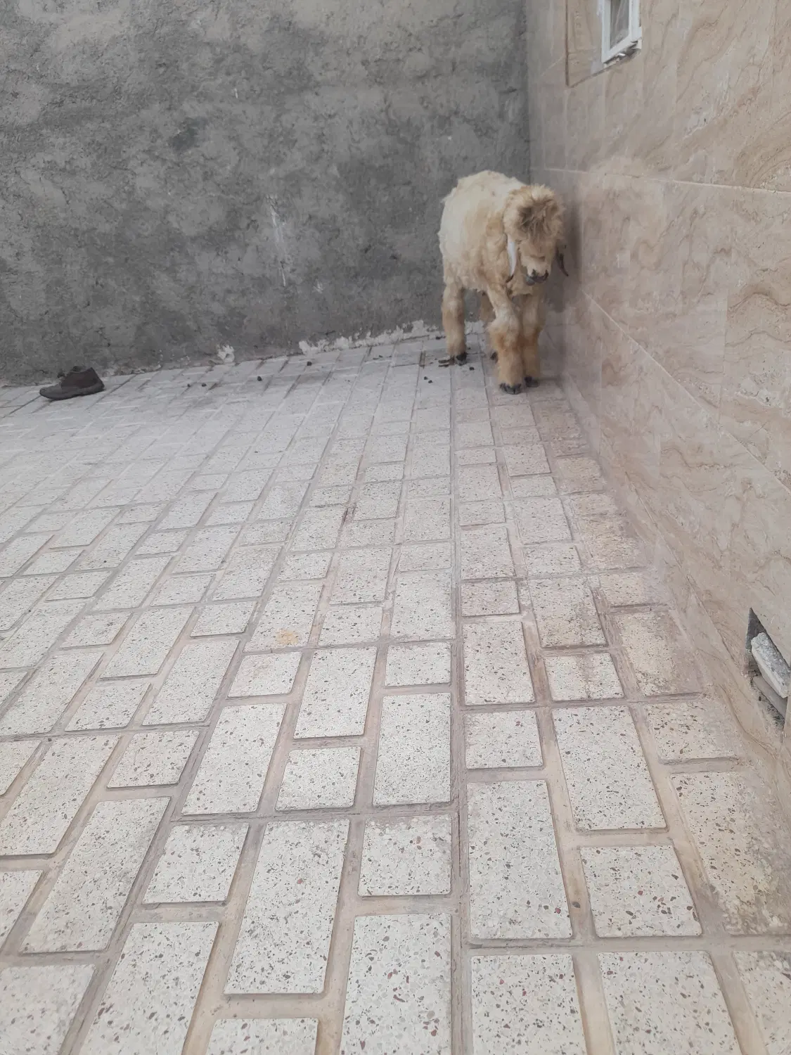 بره‌نر|لوازم جانبی حیوانات|مرودشت, بیست متری بیمارستان|دیوار