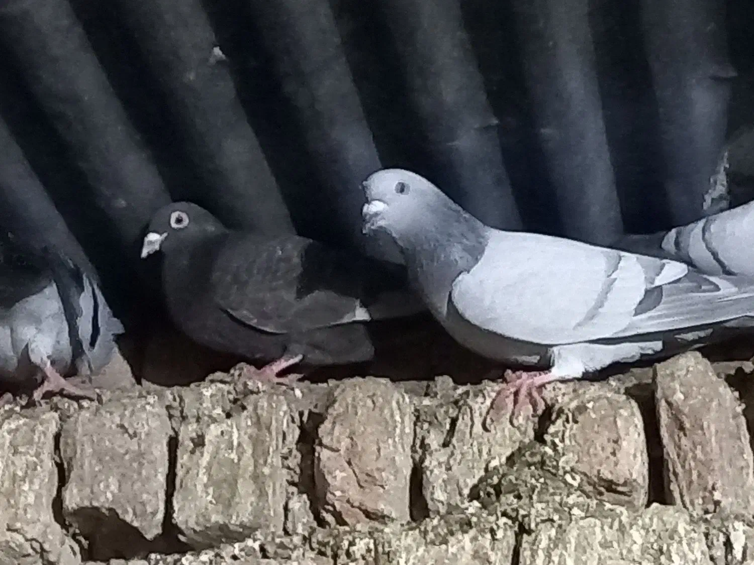 کبوتر|پرنده|نیشابور, مازول|دیوار