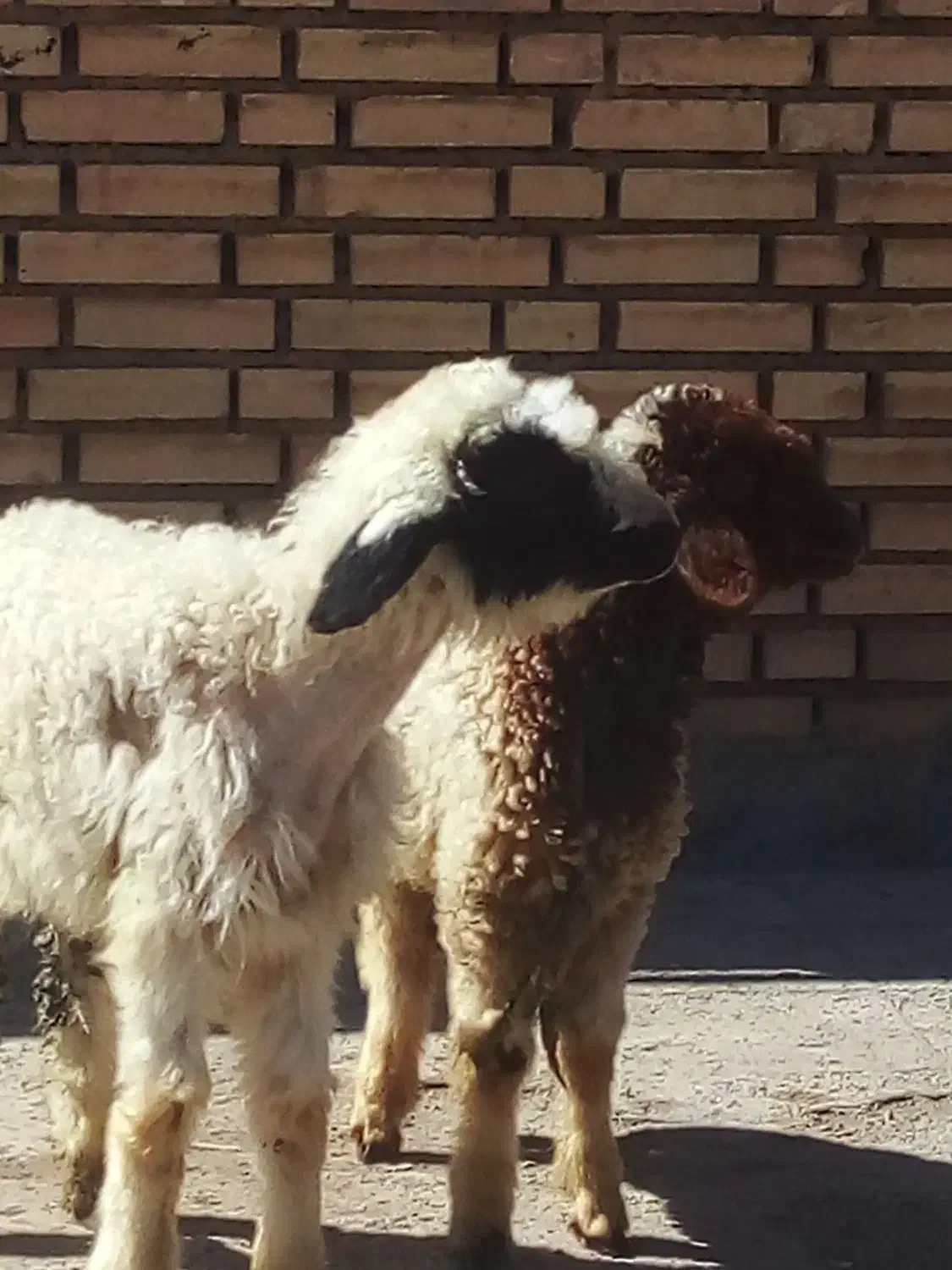 بره|حیوانات مزرعه|اهواز, امانیه|دیوار