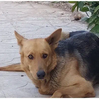 گمشده|حیوانات|شیراز, شهرک صدا و سیما|دیوار